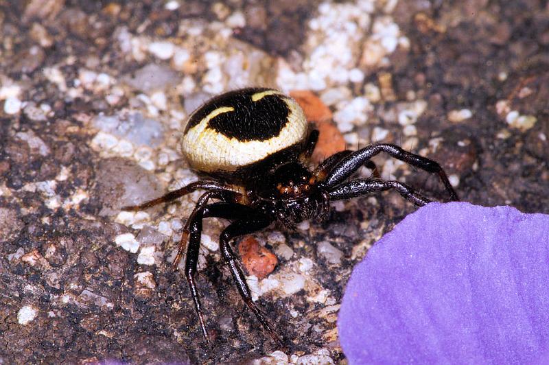 Synaema_globosum_D5033_Z_91_Les Gris_Frankrijk.jpg